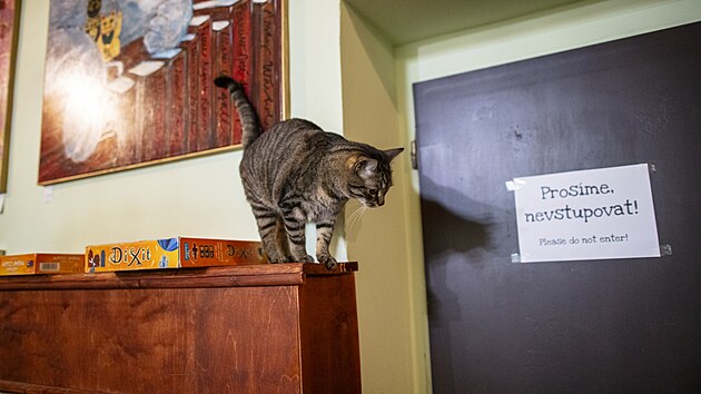 Koi kavrna Kokaf Schrdinger. (srpen 2025)