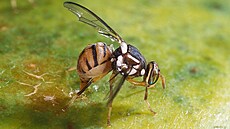 Invazivní �k�dce Bactrocera dorsalis, ilustra�ní snímek. (22. kv�tna 2007)