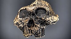 Národní muzeum otev�elo expozici s prap�edky lidstva Lucy a Selam. Fosilie jsou...