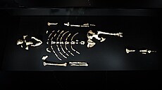 Národní muzeum otev�elo expozici s prap�edky lidstva Lucy a Selam. Fosilie jsou...