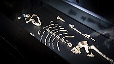Národní muzeum otev�elo expozici s prap�edky lidstva Lucy a Selam. Fosilie jsou...