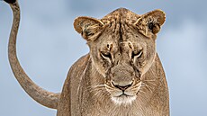 P�vab a sílu p�írody, ale té� lidský vztah k ní a jeho následky dokumentuje ji�...