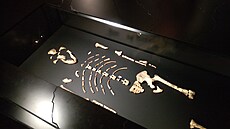 Lucy byla vysoká n�co p�es metr a zachovalo se z ní asi 25 procent v�ech...