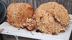 Leto�ní houba�ská sezona je r�znorodá. St�ídají se sucha s de�t�m, nízké...