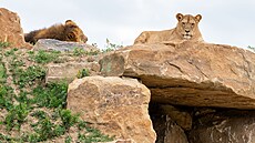 Zoo Zlín, záchranné a chovné centrum pro lvy (29. srpna 2025)