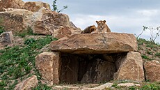 Ve zlínské zoo dokon�ili záchranné a chovné centrum pro lvy. (29. srpen 2025)
