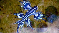 Blue dragon-glaucus atlanticus