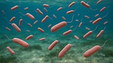 bakterie Vibrio