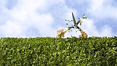 Pokud vám sousedova zelená hradba vadí, zkuste se s ním nejdív domluvit.