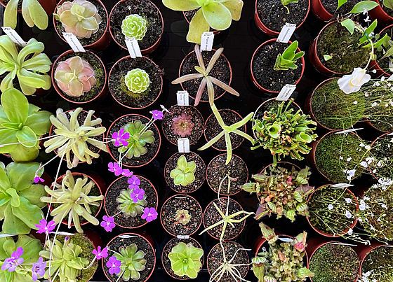 Prodejní výstava maso�ravek se vrací na terasu Jiho�eského muzea