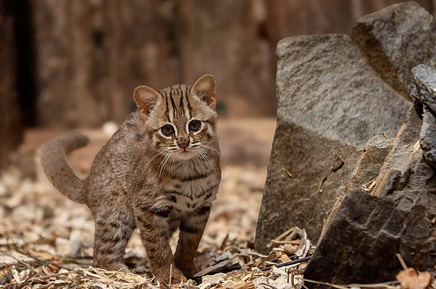 Mlád koky cejlonské (1. záí 2025)