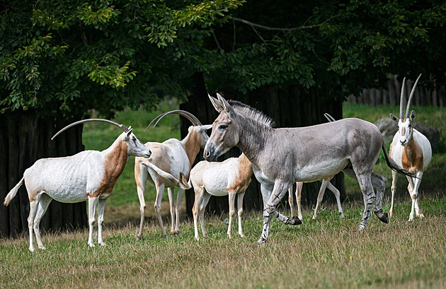 Liberecký chovný samec osla somálského zstane ve Dvoe Králové zhruba msíc.