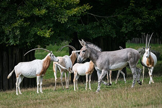 Liberecký chovný samec osla somálského zstane ve Dvoe Králové zhruba msíc.