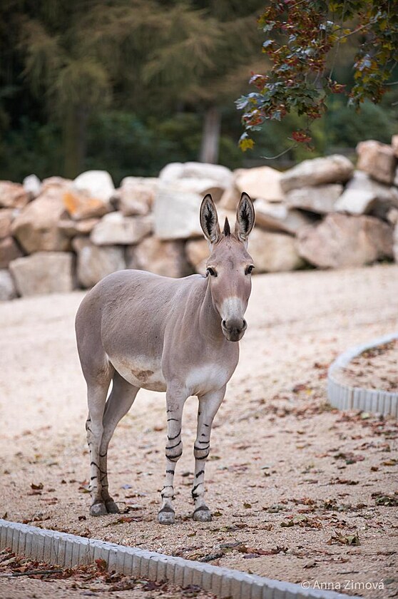 Liberecký chovný samec osla somálského zstane ve Dvoe Králové zhruba msíc.