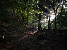 Les Aokigahara, na úpatí hory Fud�i, se propsal do pov�domí jako �les...