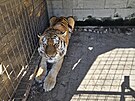 Pvodn vbh tygra Tajmira u soukromho chovatele.