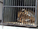 Z libereck zoo odjel zabaven tygr