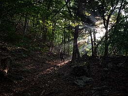 Les Aokigahara, na úpatí hory Fud�i, se propsal do pov�domí jako �les...