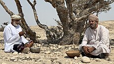 Mu�i sbírají kadidlovník. (27. �ervence 2025)