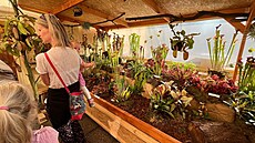 Prodejní výstava maso�ravek se vrací na terasu Jiho�eského muzea