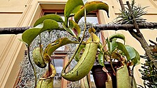 Prodejní výstava maso�ravek se vrací na terasu Jiho�eského muzea