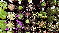 Prodejní výstava maso�ravek se vrací na terasu Jiho�eského muzea