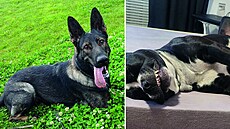 Nejroztomilejí mazlíci msíce srpna