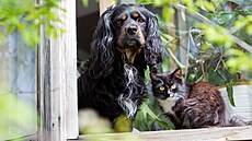 Také máte doma teba psího nebo koiího hlídae? Polete jeho i jejich snímek...