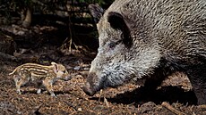 Divoké prase. Lep�í je nedrá�dit ho, neutíkat a zvolit p�átelskou rozmluvu....