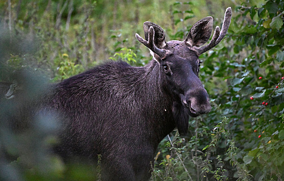 Los Emil v rakouském St. Pöltenu (6. záí 2025)