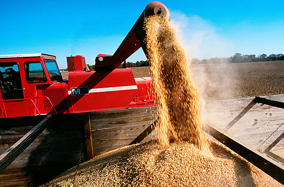 Detailní zábr kombajnu nakládajícího sójové boby do nákladního vozu na...