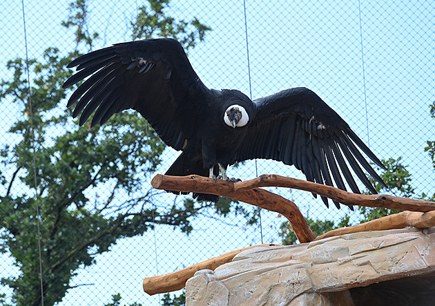 Ptačí chřipka zabila v pražské zoo několik ptáků včetně pelikána. Omezení potrvají