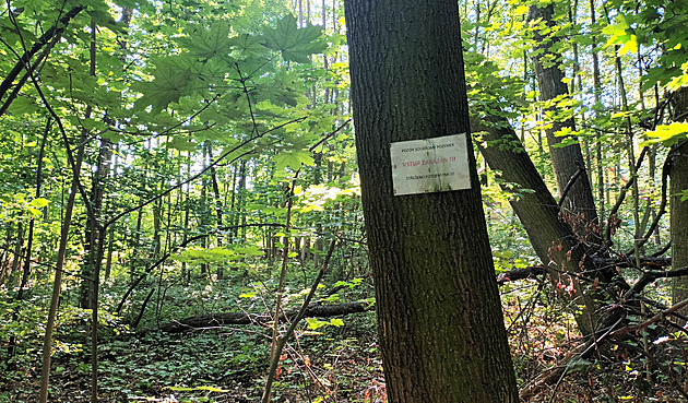 Lokalita na okraji etenického lesoparku, kde se má v budoucnu stavt. (záí...