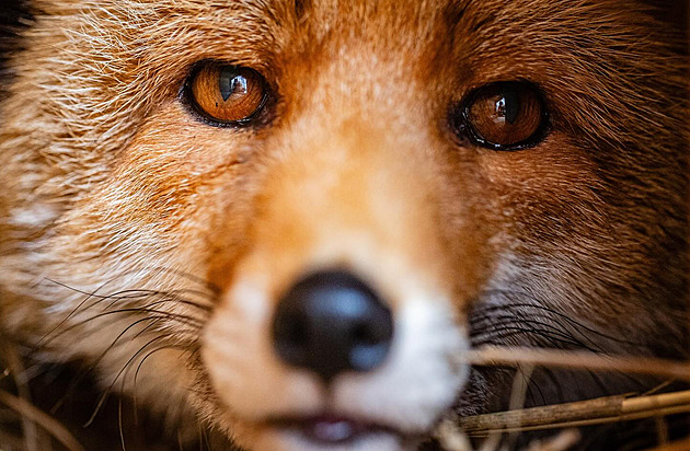 Sympatický a pítulný liák Luky patil k milákm personálu záchranné stanice...