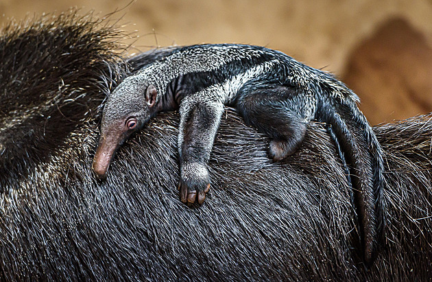 Zoo oslavila rekord, teď chystá expozice pro okapi inspirované Indonésií