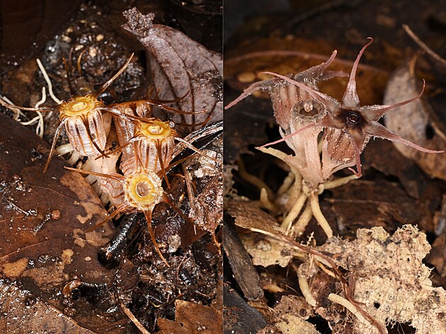 Nov objevené druhy hvzdnatek Thismia velaris (vlevo) a Thismia dasyantha.