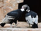 Zoo Olomouc otevela velkolepou voliru Colca pro kondory ve stylu perunskch...