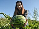 Dozrv druh vrka vodnch meloun farm z tchoviek. Na snmku jednatelka...