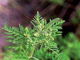 Ambrozie pe�enolistá je úporný plevel, který p�vodn� pochází ze Severní Ameriky.