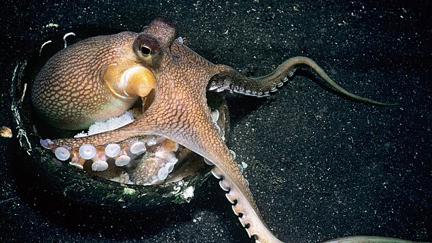 Co to? I kdy� m��e a dok�e to, po mo�sk�m dn� pov�t�inou nepluje, ale...