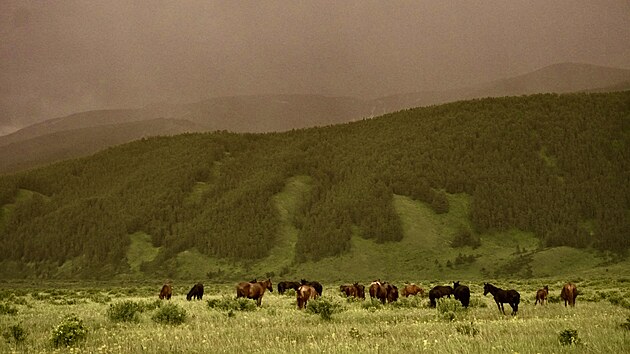Divoc kon se pasou v poho Altaj. (29. ervna 2025)