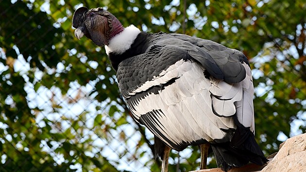 Zoo Olomouc otevela velkolepou voliru Colca pro kondory ve stylu perunskch And.