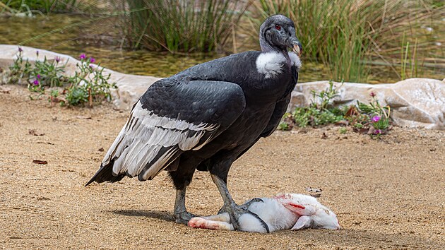 Zoo Olomouc otevela velkolepou voliru pro kondory ve stylu perunskch And.