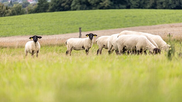 U Ba�ky nedaleko Fr�dku-M�stku je mo�n� si pasen�
vyzkou�et. V�tejte na Medov� farm�.