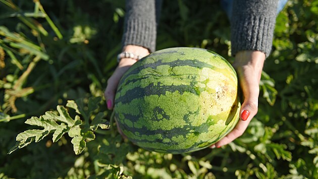 Dozrv druh vrka vodnch meloun farm z tchoviek.