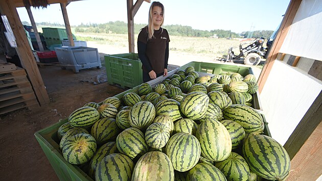 erstv melouny odrd Bedouin a Lusitana z Farmy Pech se rychle staly atraktivnm zbom.