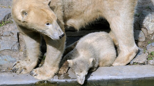Medv�dice Cora s mlá�aty Kometou a Nanukem v brn�nské zoo. (29. dubna 2013)