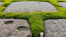 Mech ve spárách dovede potrápit.