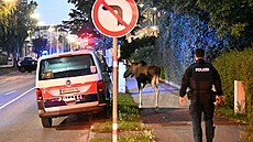 Los Emil v rakouském St. Pöltenu (6. záí 2025)