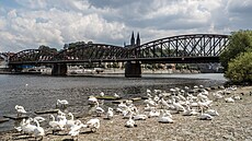 �elezni�ní most spojuje vltavské b�ehy v Praze, konkrétn� oblasti Výto� (d�íve...